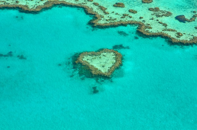 heart, coral, australia